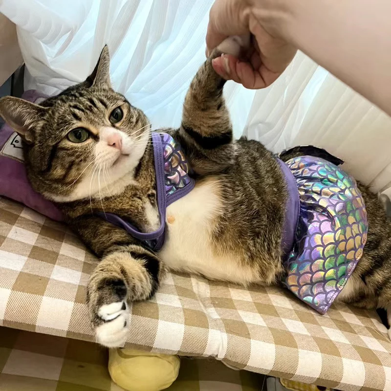 Bikini de animales femeninos Sphynx para gatos, traje de baño para gatos, Gotas, vestidos de playa para gatitos, ropa interior de verano para mascotas, falda de muñeca, disfraces de mascotas - imagen 3