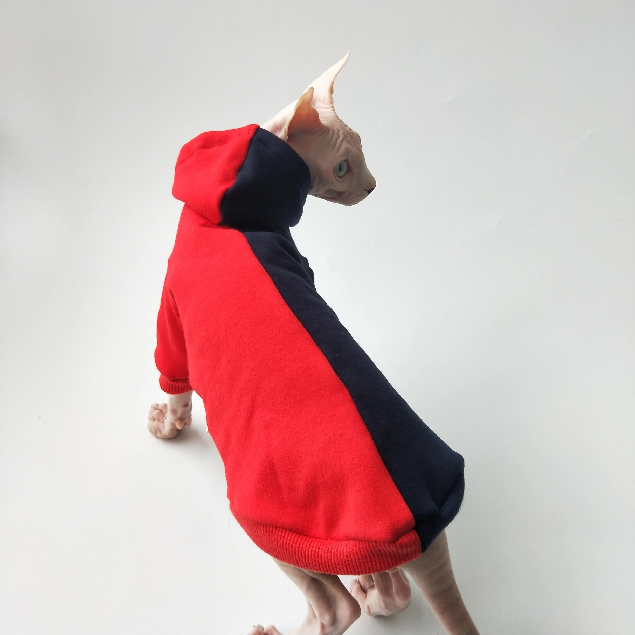 Gato Sphynx con su sudadera de invierno