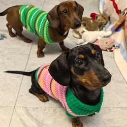 Sudadera a rayas para perro salchicha – Suéter de invierno Dachshund