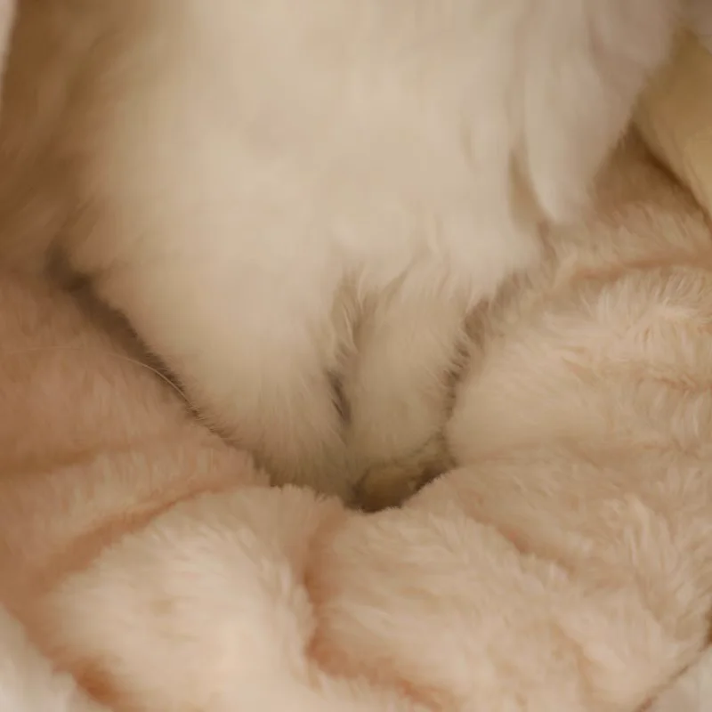 HOOPET Cama para gatos, jaula para dormir Beige helado, nido de esponja para gatitos, estera cálida para gatos, Garfield Ragdoll, habitación para gatos de otoño e invierno - imagen 3