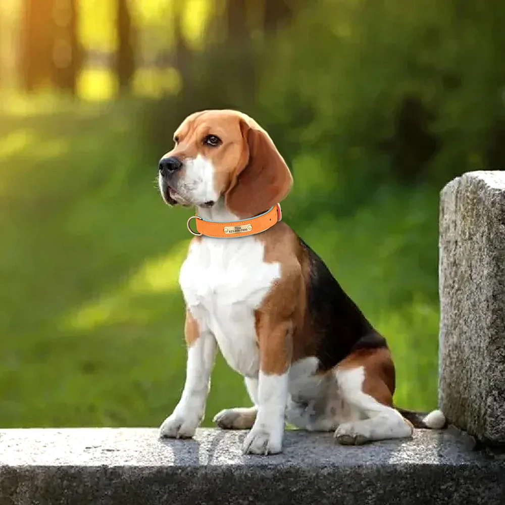 Collar de perro personalizado, collares de identificación de perro de cuero PU, placa con nombre grabada gratis, ajustable para perros pequeños, medianos y grandes, Pitbull - imagen 5