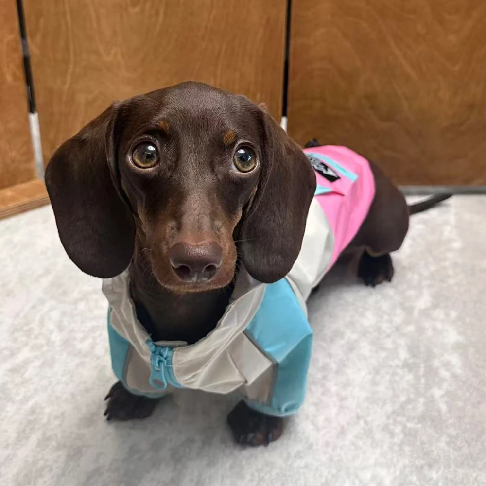 Chaqueta impermeable para perros Wiener, impermeable de 2 patas para perros tejón, chaqueta intercambiable transpirable para perros salchicha - imagen 5