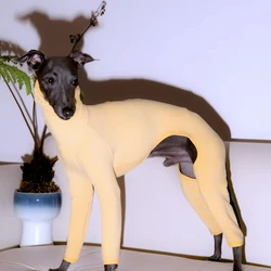 Jersey de terciopelo para Galgo – Cálido para otoño e Invierno