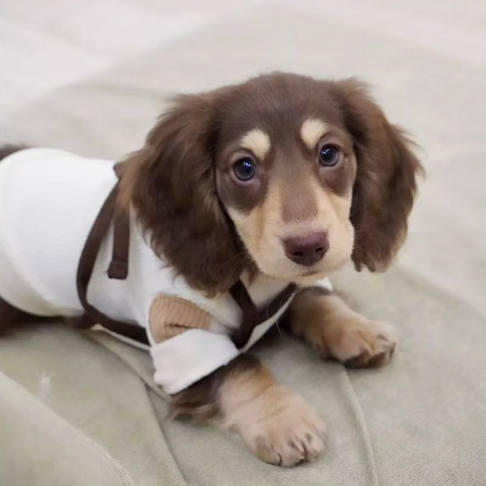 Sudadera de primavera y otoño para Dachshund y perros pequeños - imagen 3