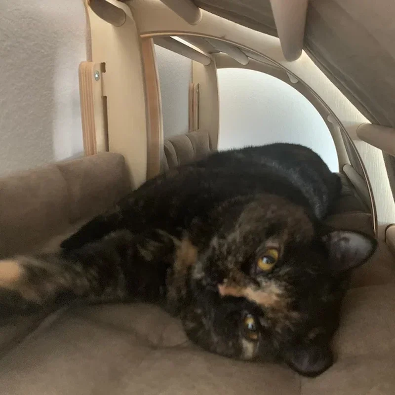 Torre de madera para gatos, árbol para escalar, poste para rascar, productos para mascotas, muebles de pared, rueda para ejercicio - imagen 4