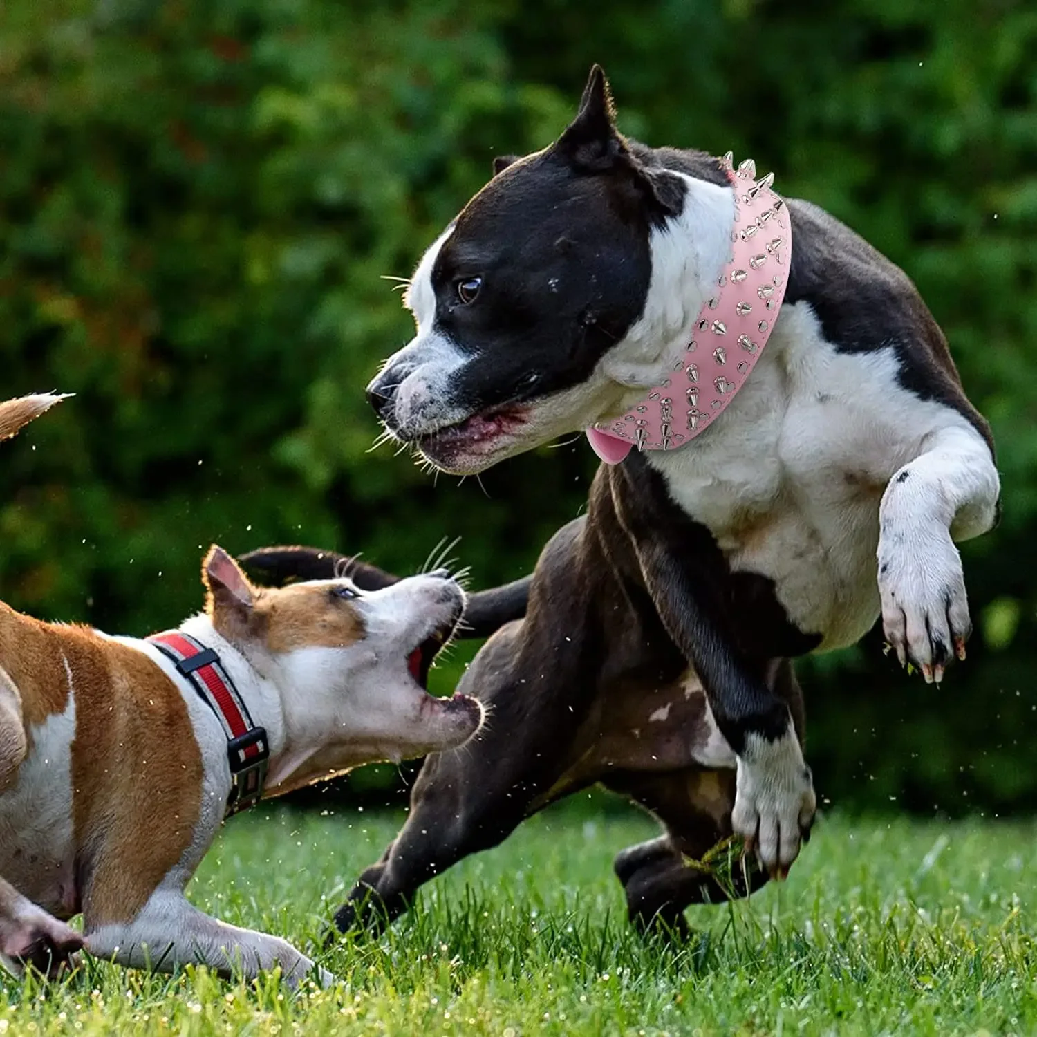 Collar con púas para perros grandes – Pitbull, Bóxer y Mastín - imagen 5