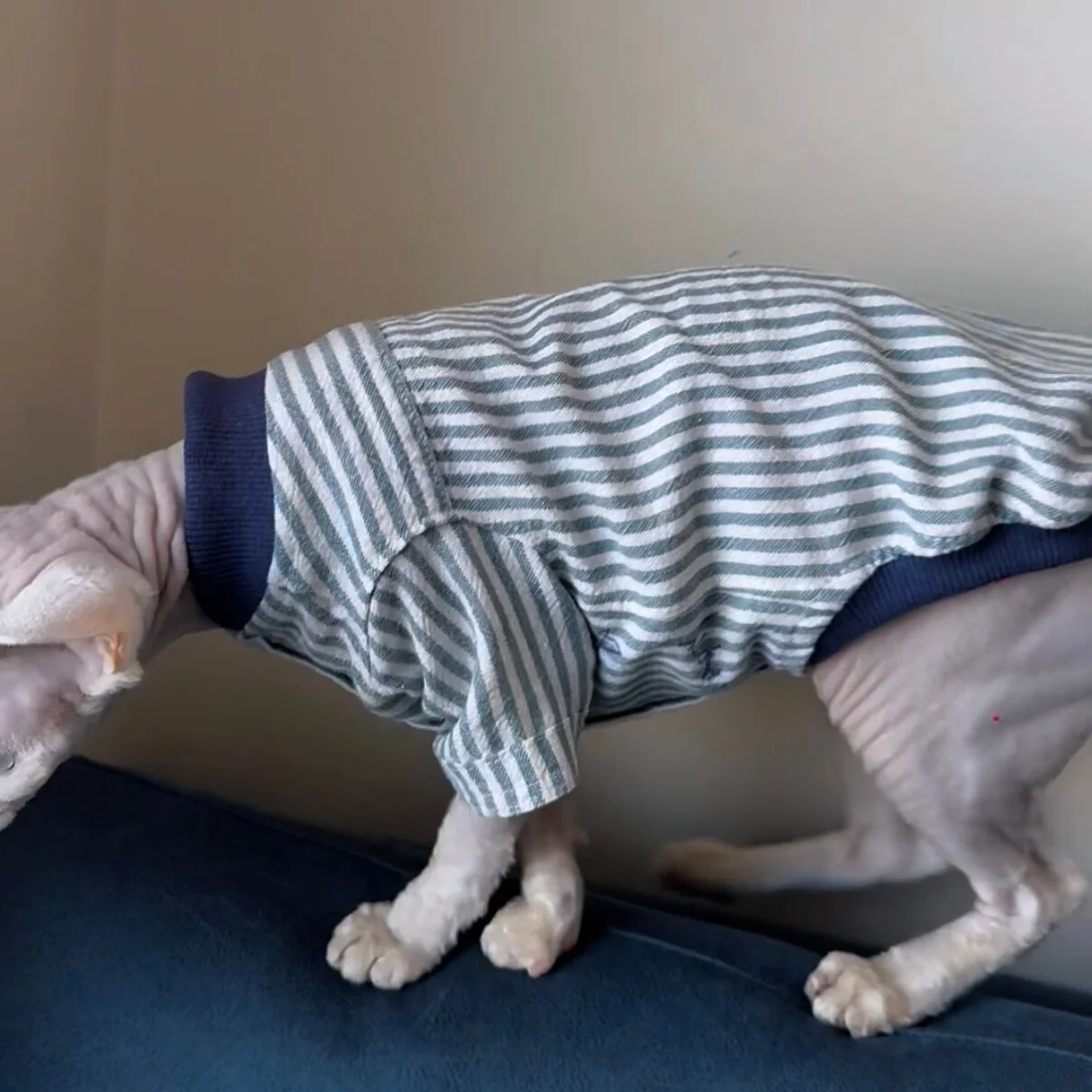Chaqueta de béisbol algodón fino primavera para gatos Sphynx y Devon Rex - imagen 3