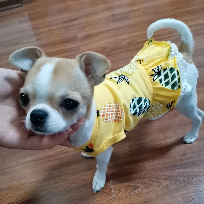 Shih Tzu con vestido estampado de verano en el exterior