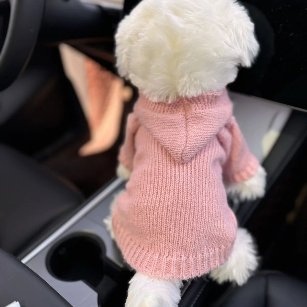 Suéter con capucha de otoño/invierno para mascotas, Teddy Schnauzer para gatos, abrigo de otoño/invierno, ropa para perros pequeños, ropa para cachorros - imagen 3