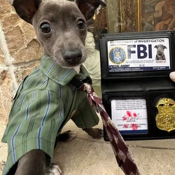 Camiseta de algodón con lazo para perros pequeños - Galgo italiano
