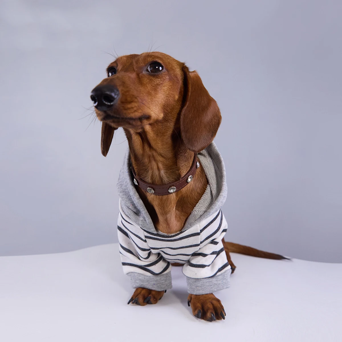 Sudadera a rayas para perros Wiener, chaqueta con capucha de invierno para perros Dogshund, abrigo de moda para primavera y otoño para perros pequeños y medianos de tejón - imagen 2