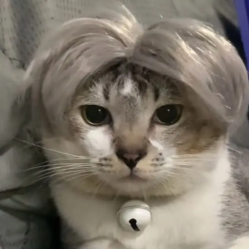 Peluca de perro y gato para mascotas, accesorio divertido y extraño para Cosplay, ideal para fiestas y fiestas, accesorio para el cabello plateado - imagen 2