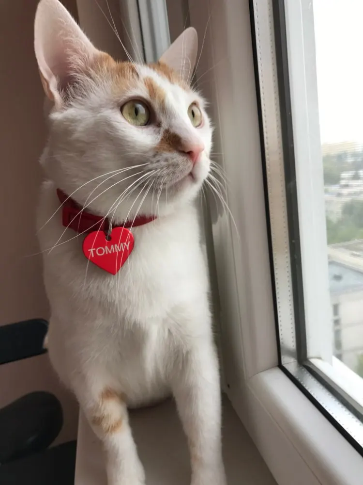 Etiqueta colgante con grabado láser para mascotas, etiqueta de identificación de perro, gato, cachorro, nombre personalizado, Collar antipérdida, 2 piezas - imagen 3