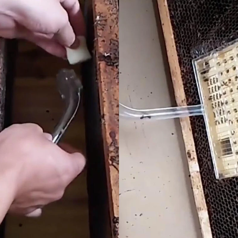 Tubo de apicultura de 2 piezas, jaula de captura tipo reina y Rey, dispositivo de protección, suministros de herramientas de Apicultura - imagen 5