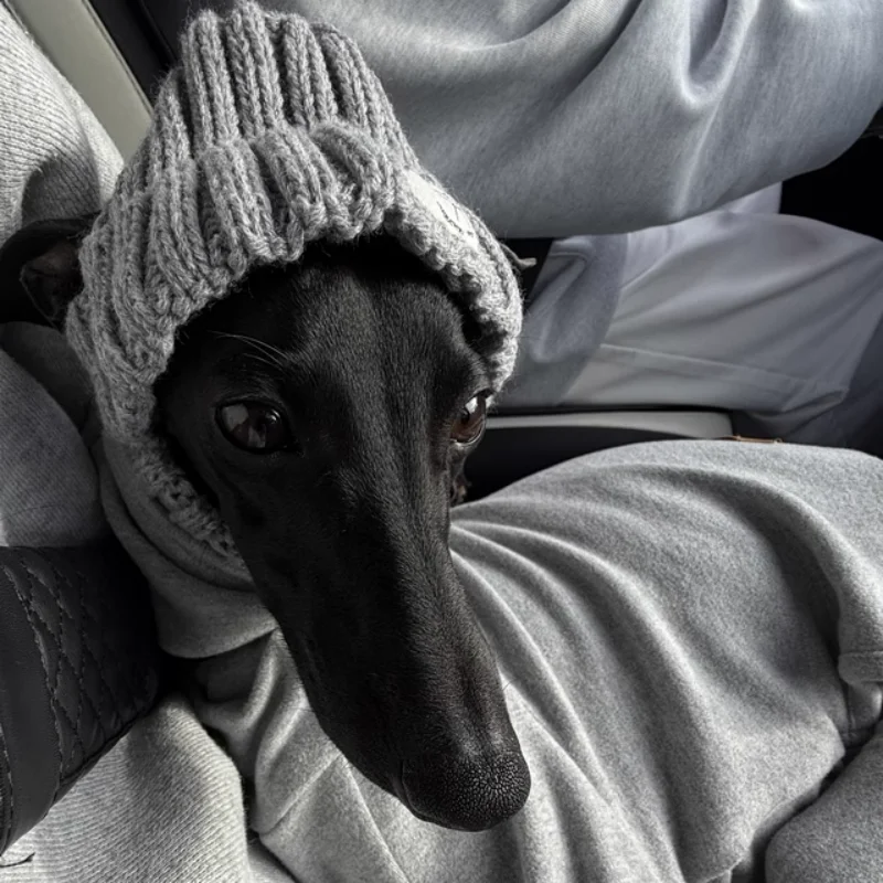 Gorro de lana gris tejido a mano para perros en invierno, cubierta cálida para cabeza de Whippet de galgo italiano, con orejas expostas en otoño - imagen 5