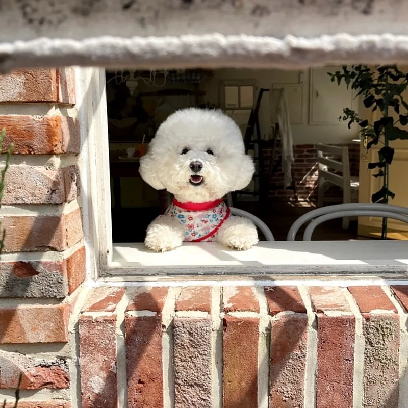 Vestido fino Floral de primavera para mascotas, Teddy para perros pequeños, vestido de princesa para gatos Yorkshire, ropa para perros pequeños, ropa para cachorros - imagen 3
