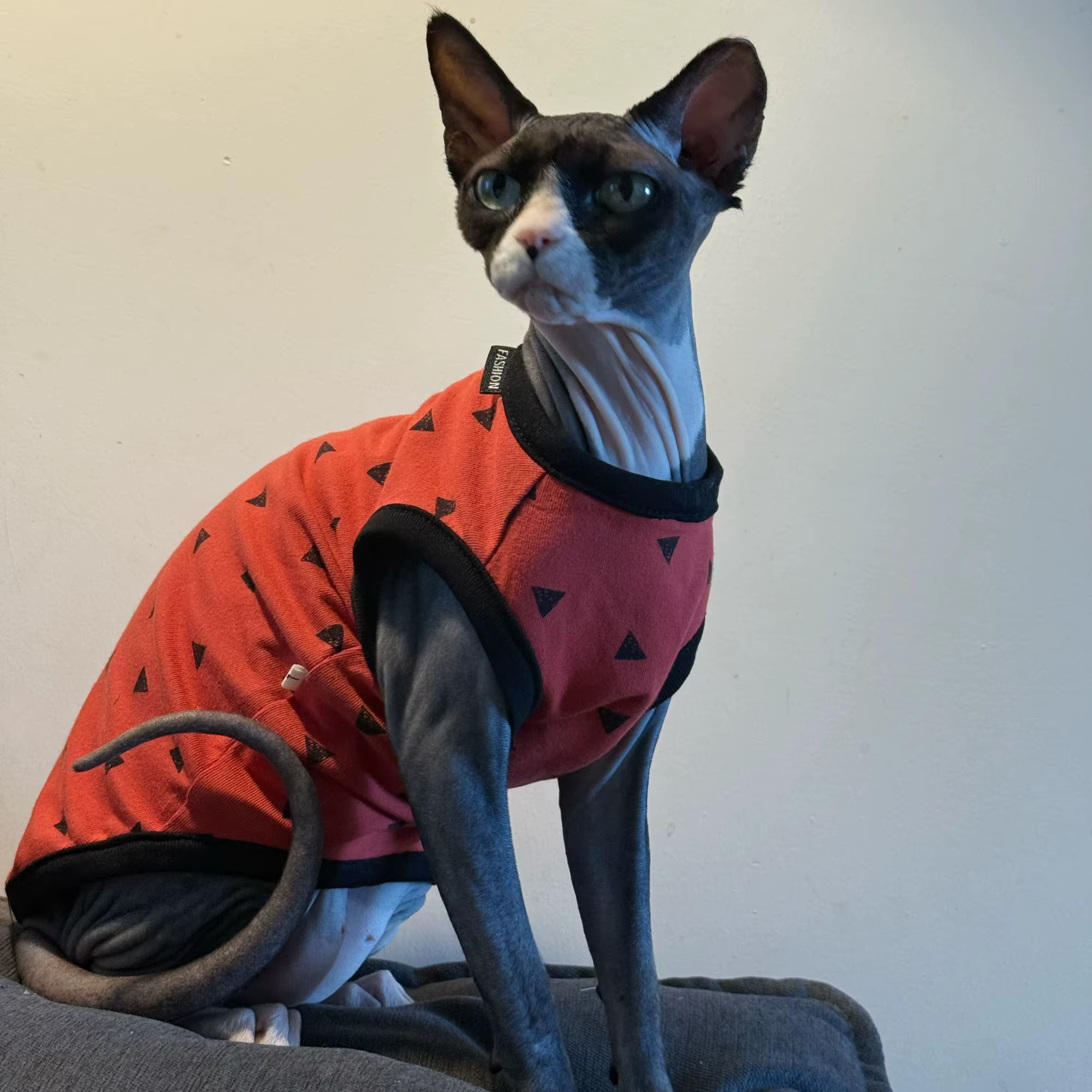 Chaleco suave para gatos Sphynx y Devon Rex - Ropa de primavera y otoño - imagen 3