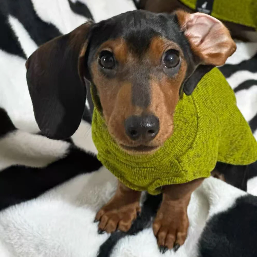 Abrigo perro salchicha verde cuello alto – Chaqueta cálida y elegante - imagen 2