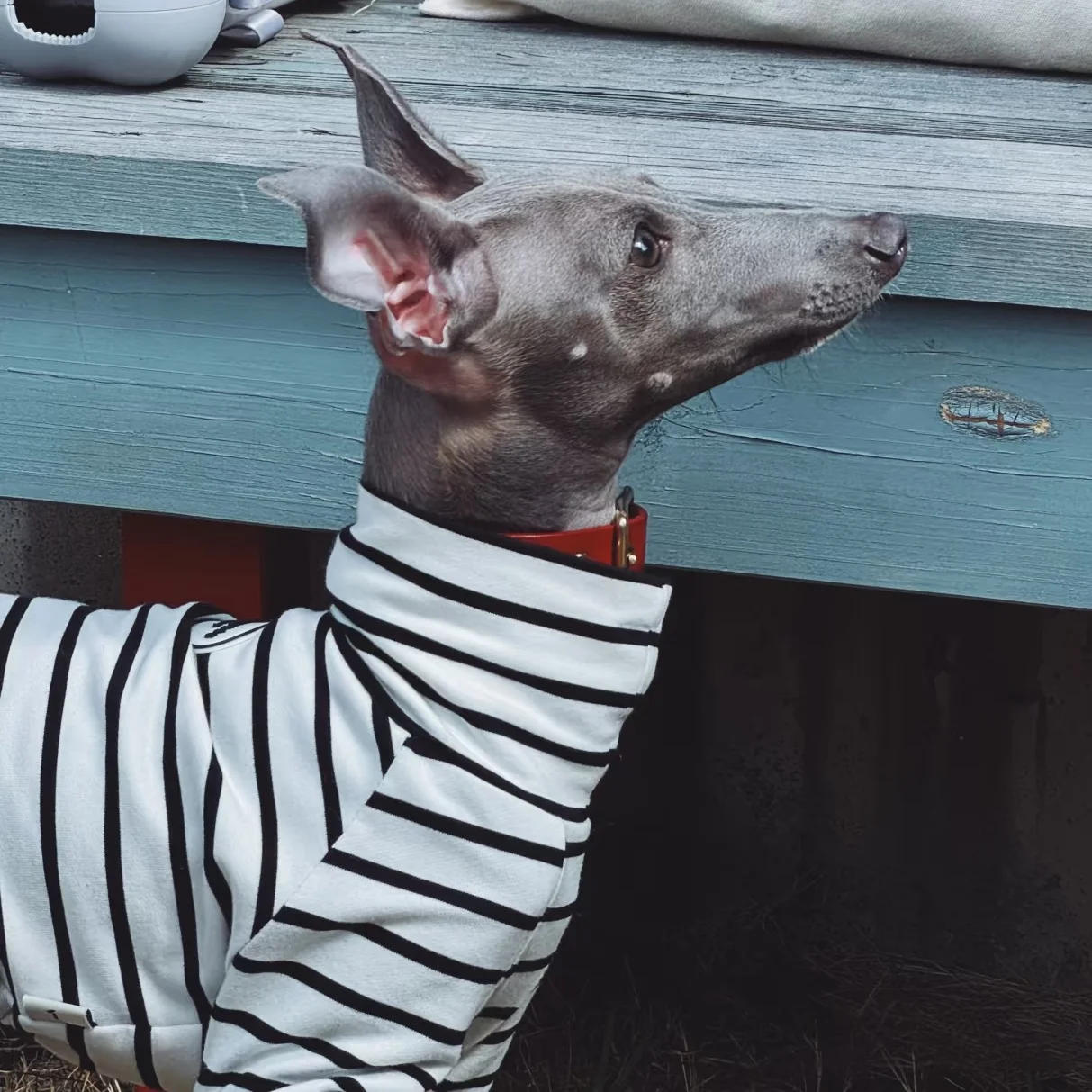 Ropa de algodón a rayas blancas para perros Bedlington, camiseta interior de manga larga para Little Greyhound, ropa de descanso de cuello alto para caniche - imagen 4
