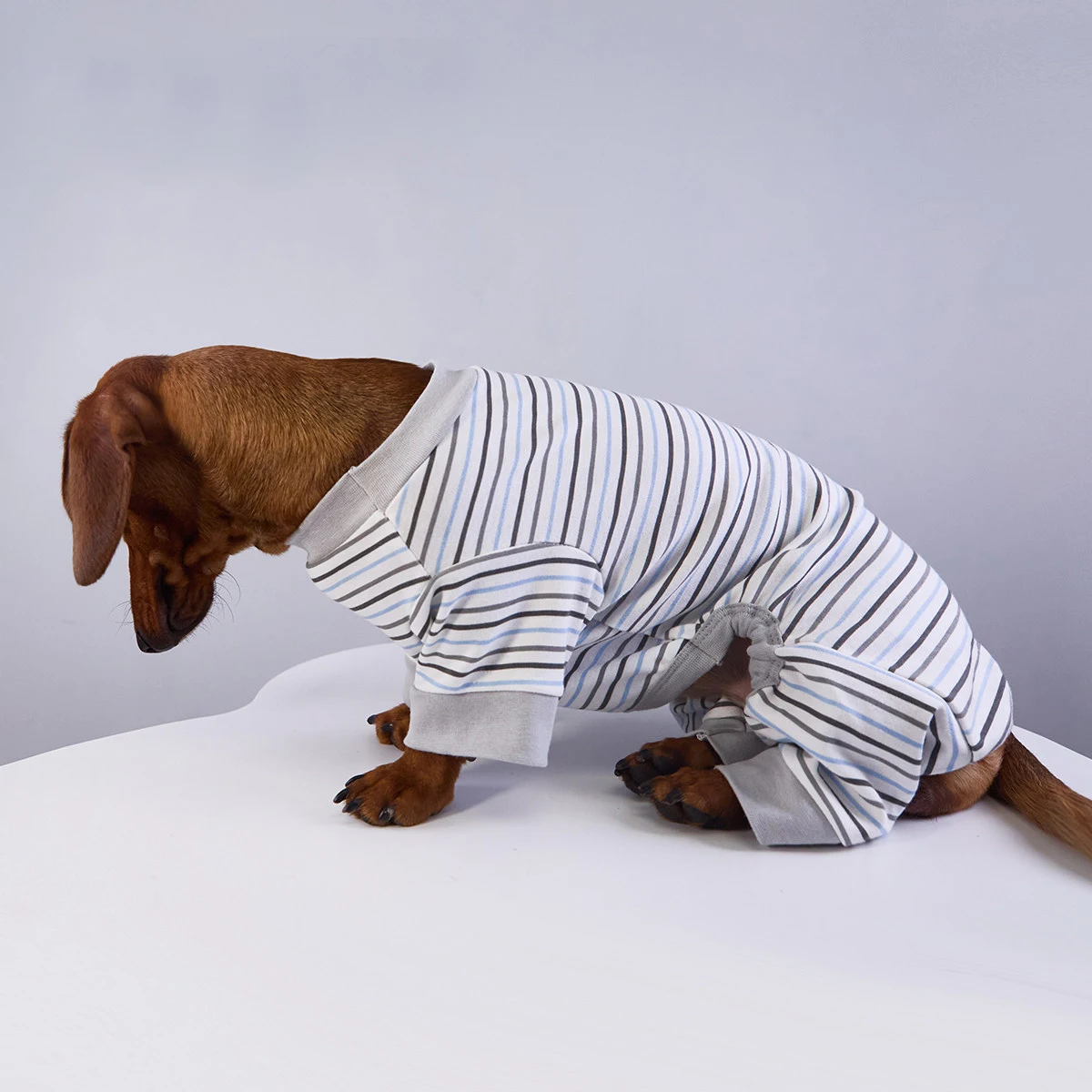 Sudadera a rayas para perro Dachshund – ropa primavera y otoño - imagen 3
