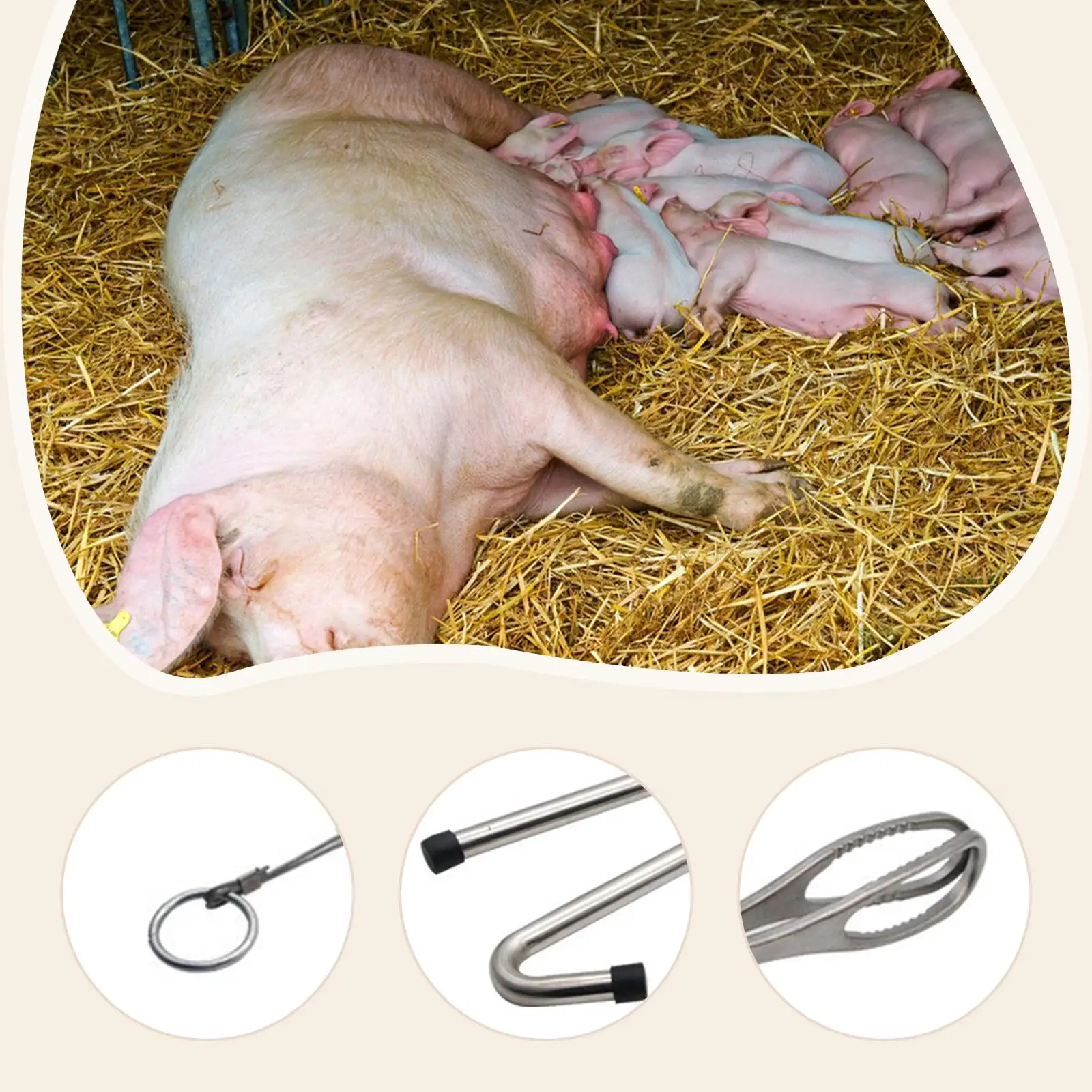 3Pcs Pig Midwifery Tools Kit Stainless Steel Easy to Use Accessories Durability Sturdy Equipment Tool for Goat Cow