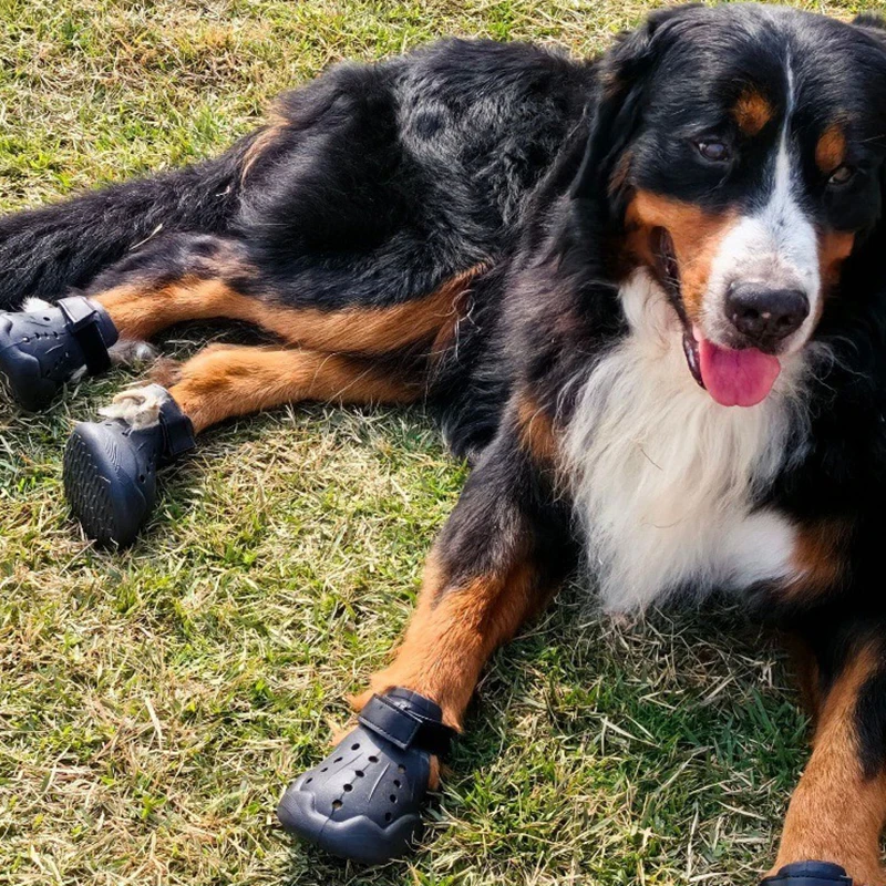 Zapatos de verano transpirables para perros – Protegen sus patas - imagen 3
