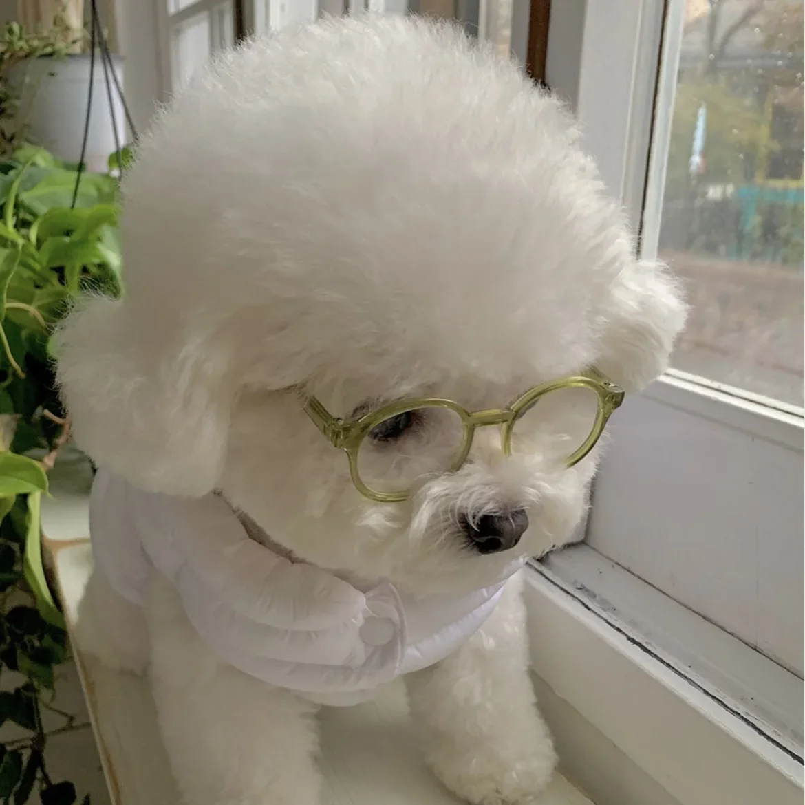 Nuevas gafas de sol Instagram para perros y gatos, gafas bonitas para perros, accesorios de decoración para mascotas de Halloween, accesorios para mascotas - imagen 2