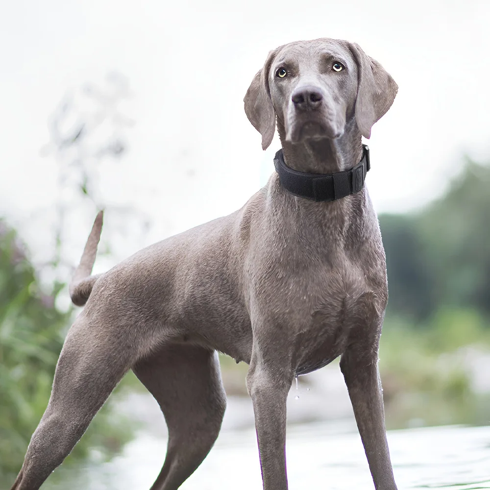 Collar táctico para entrenamiento de perros grandes – Ajustable y resistente - imagen 2