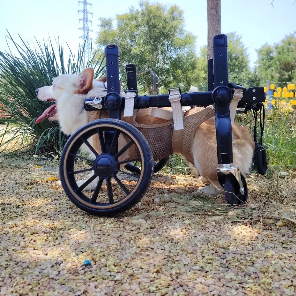 Silla de ruedas para perros con patas traseras paralizadas - 4 ruedas - imagen 2