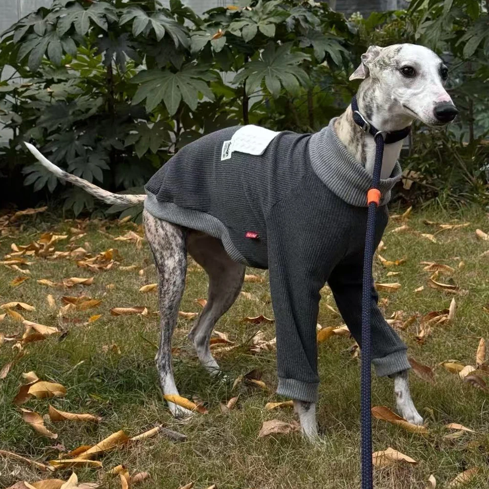 Camiseta gris de algodon cuello alto para perros galgo y Whippet - imagen 5