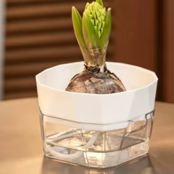 Maceta hidropónica 2 niveles base transparente cultivo bulbos gatos