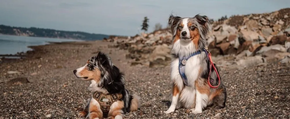 Ajuste de arnés táctico para perros