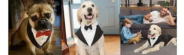 Big Dog Tuxedo Evursua Pet Wedding Costumes