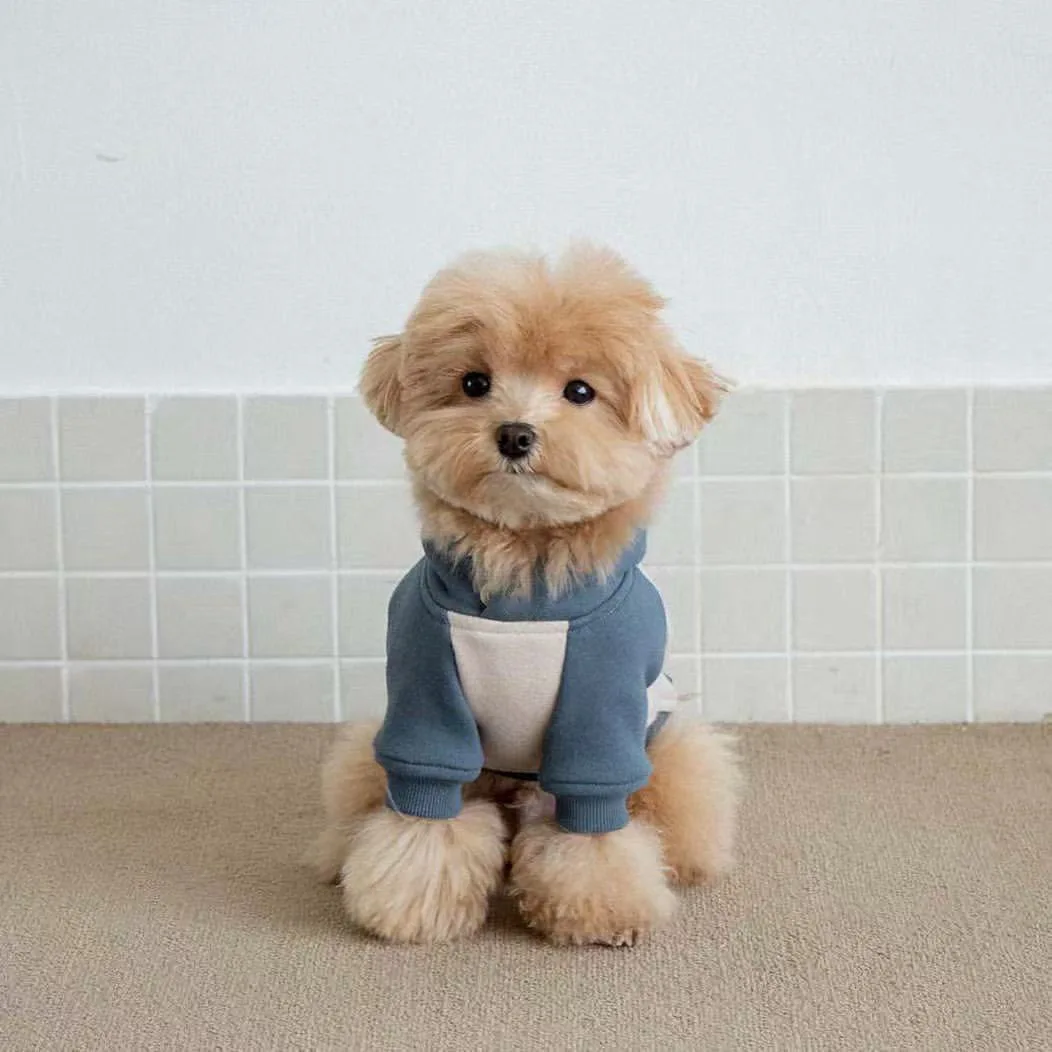 Sudadera con capucha de otoño/invierno para mascotas, camiseta cálida con empalme, Teddy Yorkshire, perro pequeño, sudadera con capucha de otoño/invierno, ropa para cachorros pequeños - imagen 3