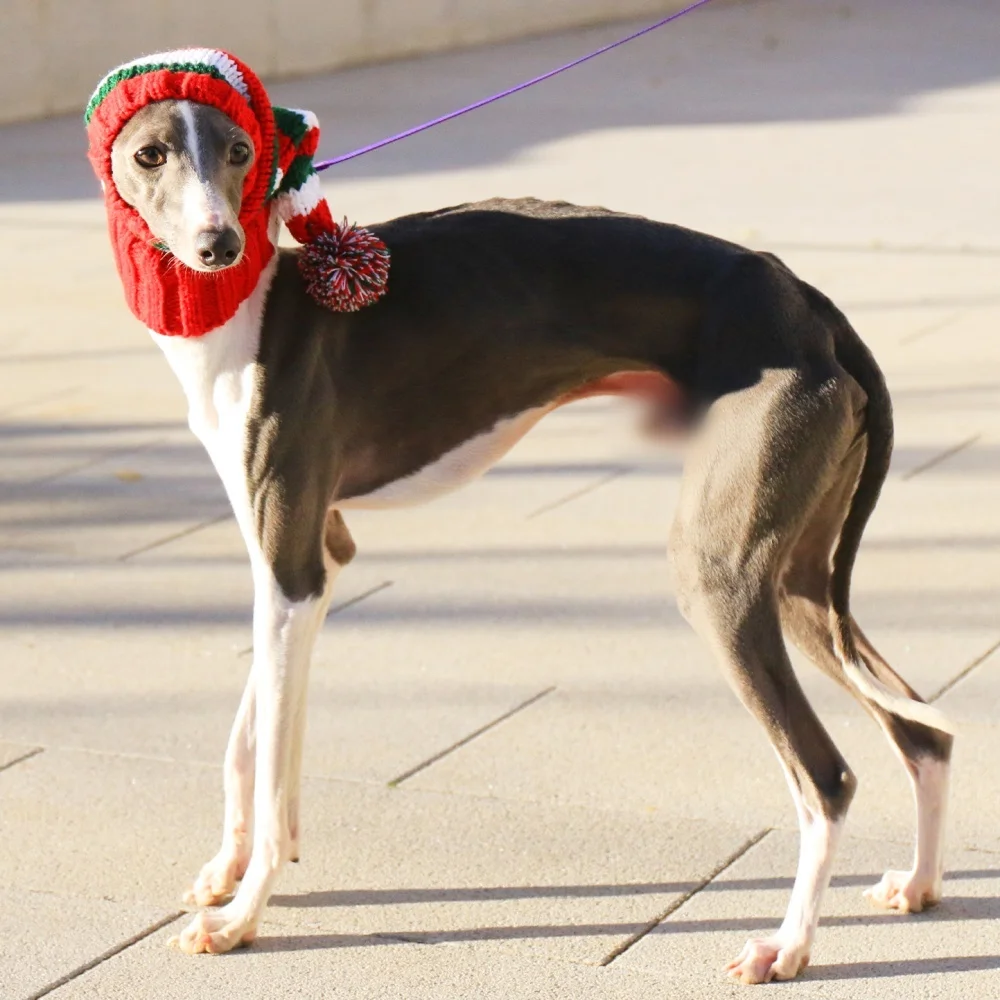 Gorro navideño de punto a rayas rojas con bola de lana para perros medianos, gorro suave y cálido con patrón de Año Nuevo para galgo italiano en invierno - imagen 2