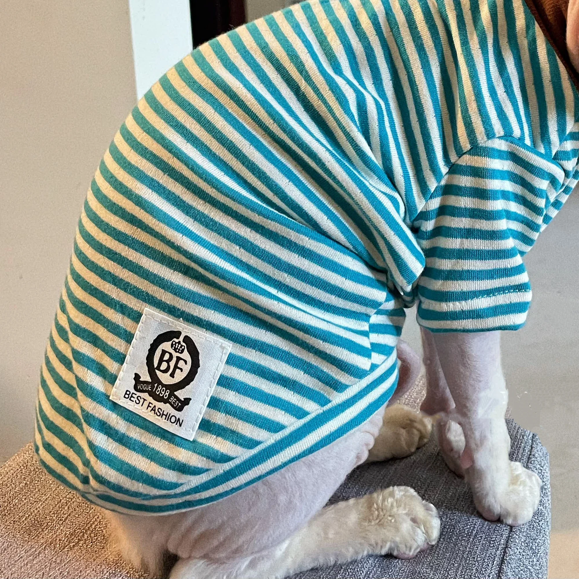 Camiseta algodón rayada azul gato Sphynx Devon Rex pijama de invierno - imagen 5