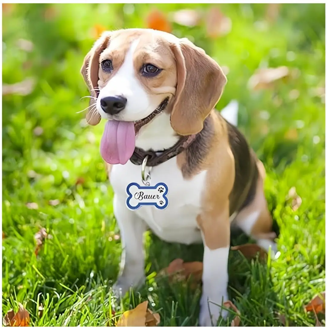Etiqueta de identificación de perro, etiquetas de perro magníficas personalizadas para huella de perro pequeño y mediano, placa de etiqueta de nombre de mascota personalizada, accesorios de Collar - imagen 2