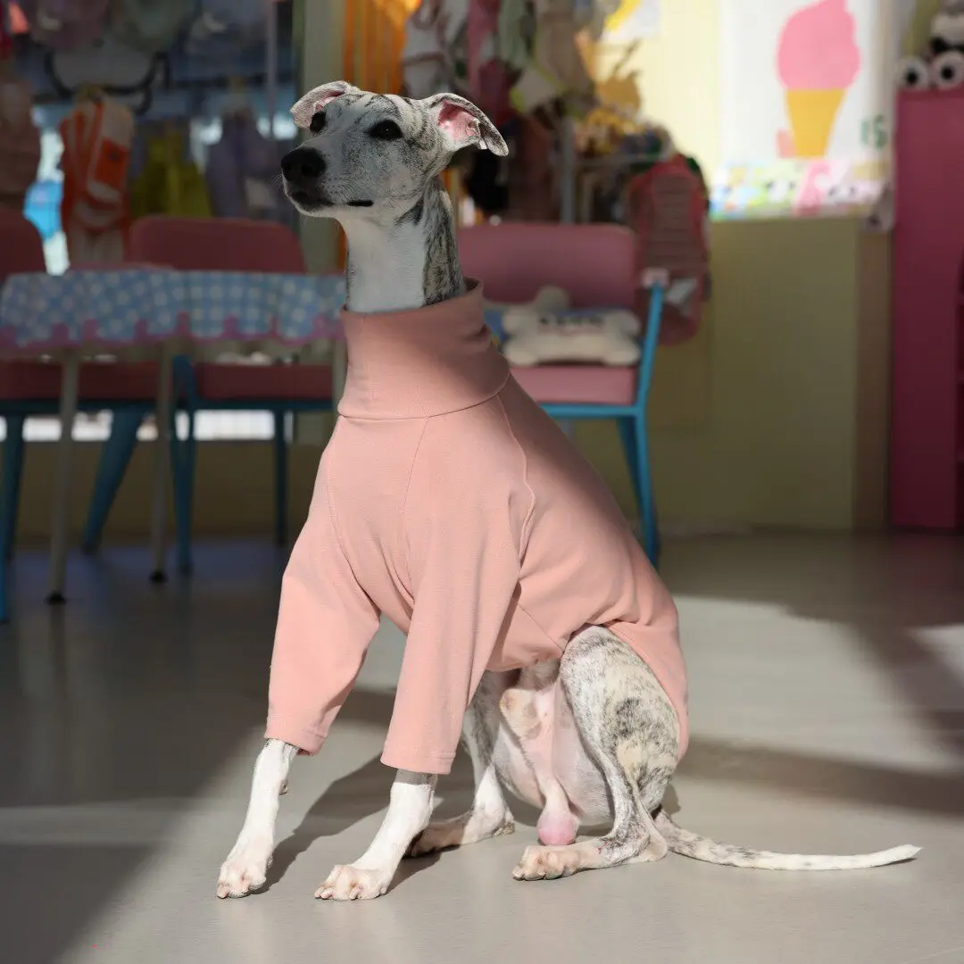 Camiseta cuello alto para galgo, whippet y saluki – Ropa primavera - imagen 2