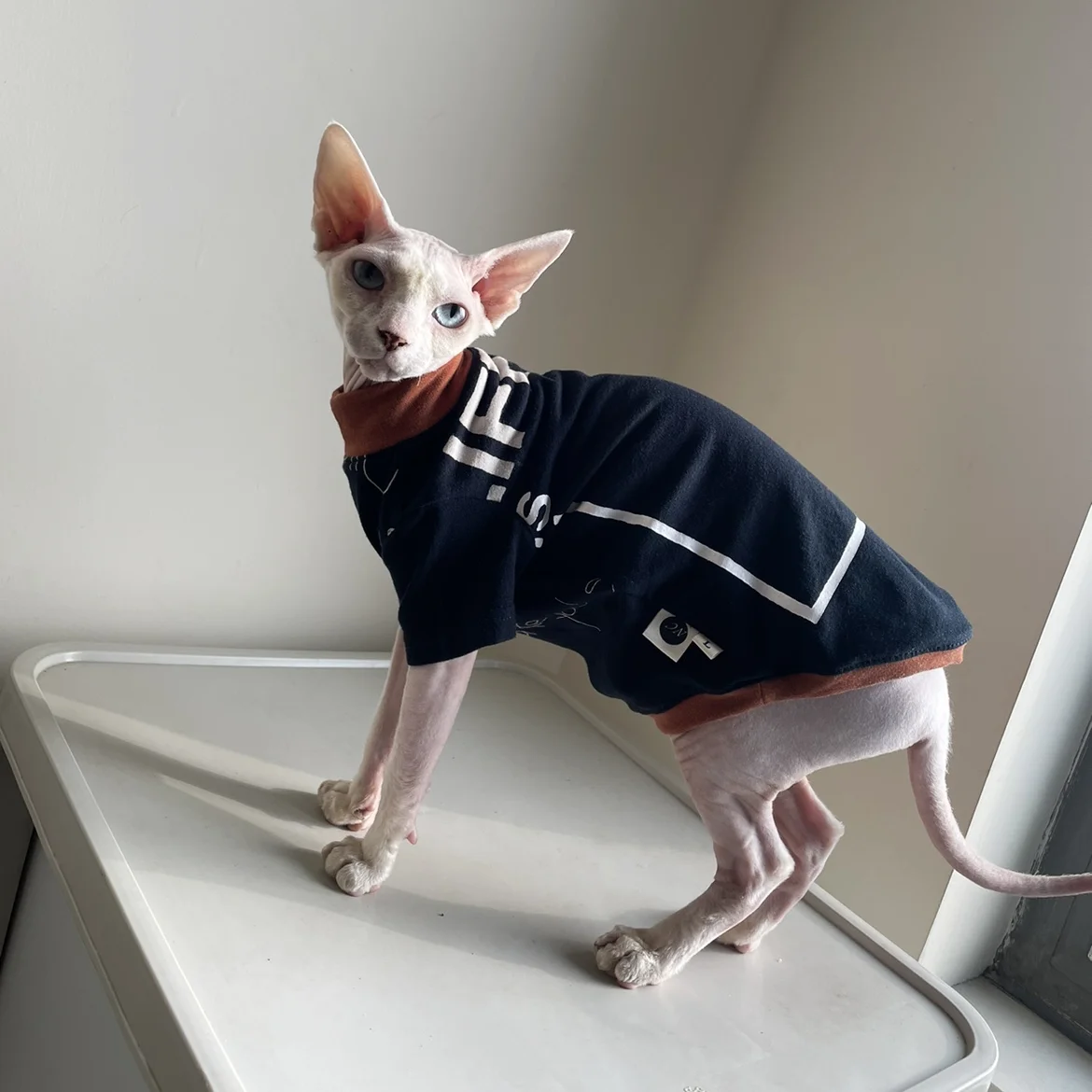 Camiseta de gato sin pelo de verano camiseta de manga corta roja negra chaleco de algodón Esfinge primavera suave chaqueta de letras de gatito de moda - imagen 5