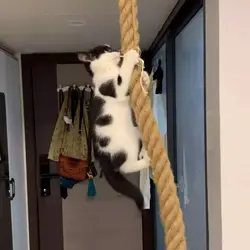 Rascador pared con sisal para gatos – Entrena y afila sus uñas