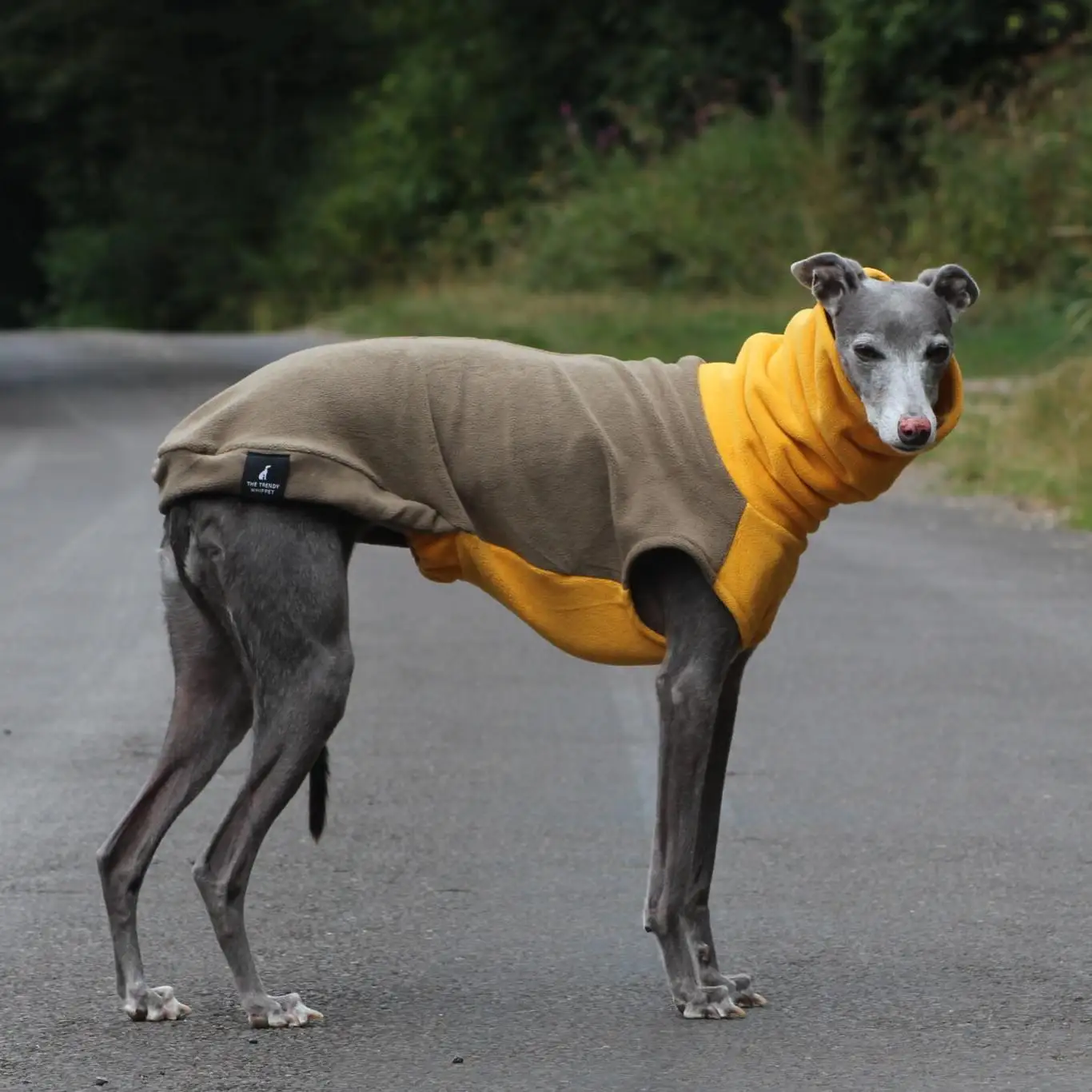 Jersey forro polar cuello alto para perros Galgo y Whippet