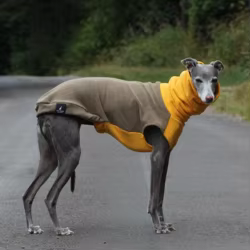 Jersey forro polar cuello alto para perros Galgo y Whippet