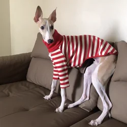 Abrigo de algodón rosa para galgo italiano – Cuello y manga larga