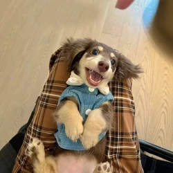 Abrigo vaquero para perro salchicha – Cálido y cómodo para primavera