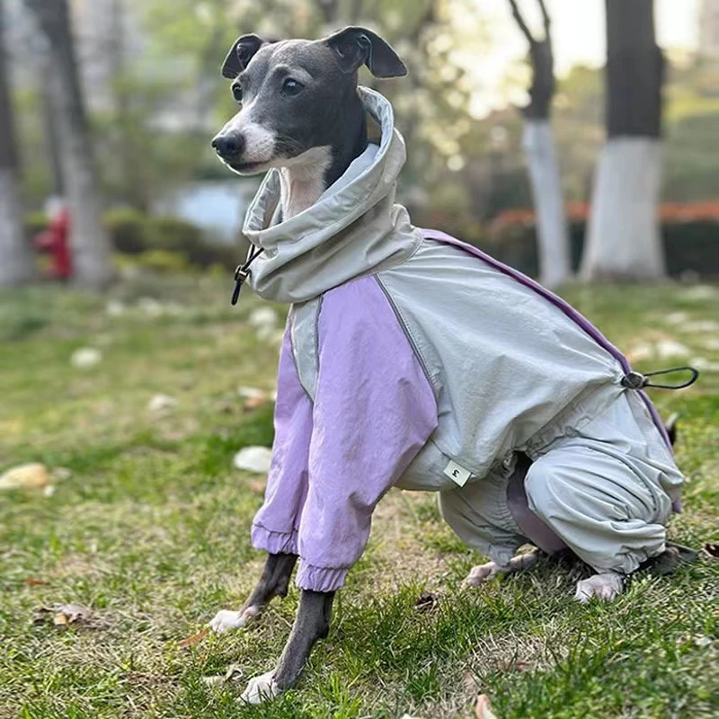 Chubasquero Whippet Galgo Italiano |   Ropa Iggy ligera |   Chaqueta colorida impermeable, impermeable y resistente al viento en