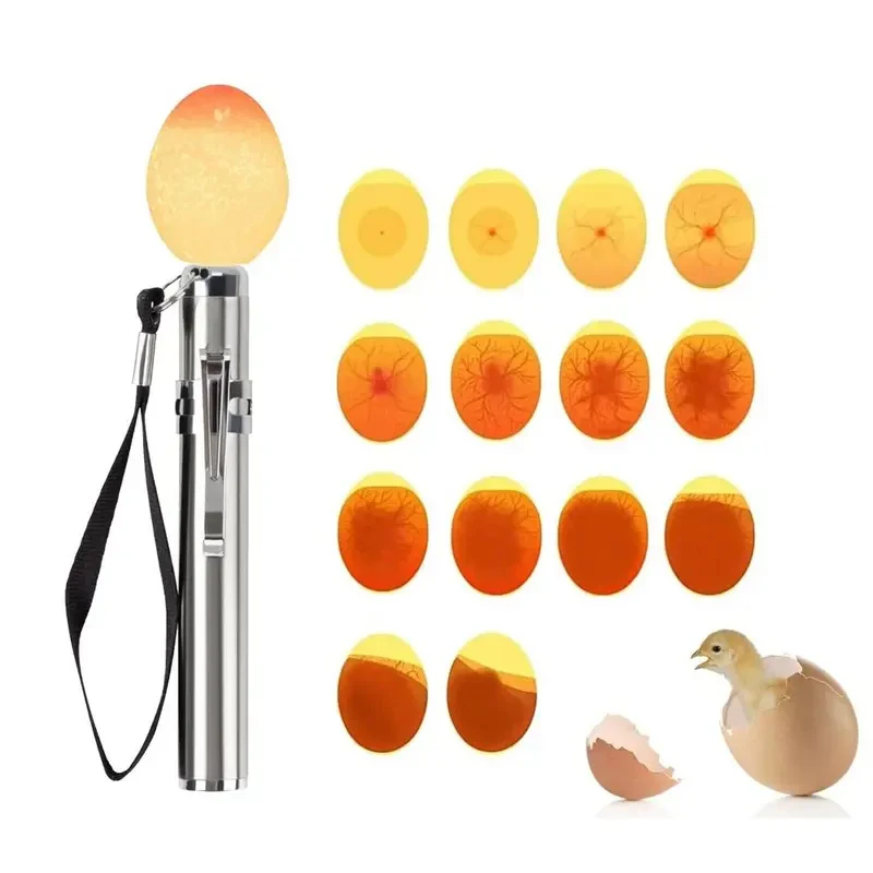 Lámpara LED probador de huevos para gallina, codorniz y canario - imagen 4