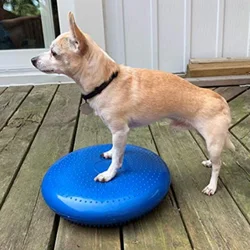 Entrenamiento agility para perros: kit de rehabilitación