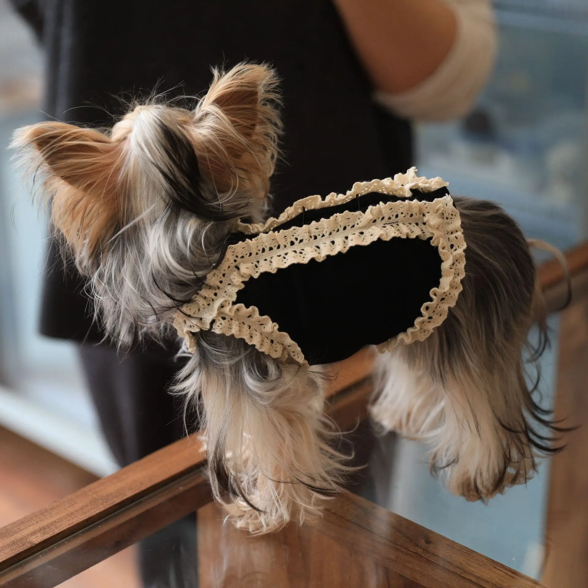 Vestido de peluche para gato con correa de encaje de Color sólido de primavera para mascotas, camiseta para mascotas, ropa para perros pequeños, ropa para cachorros - imagen 4