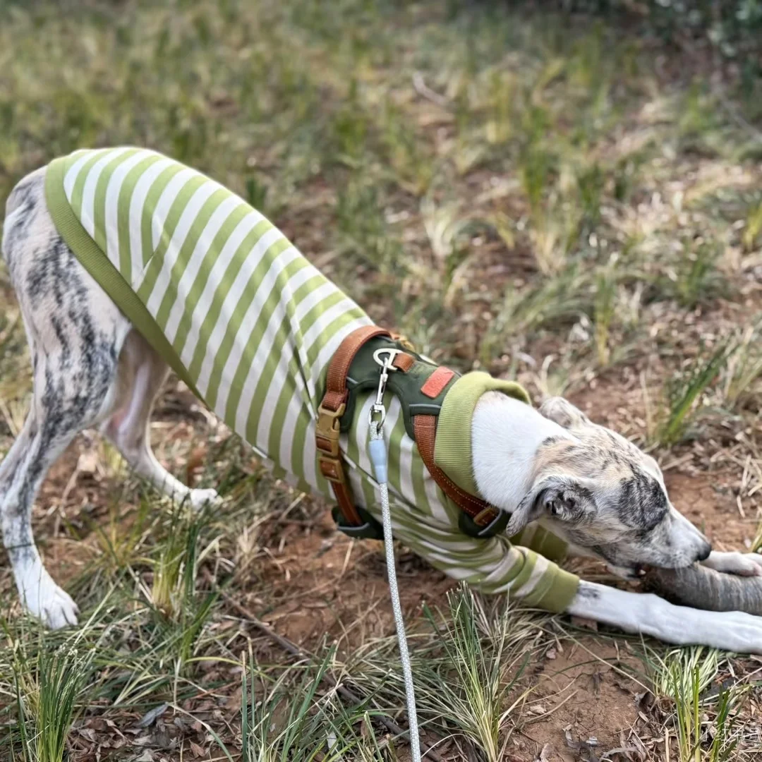 Polo de rayas verdes para Huibit, abrigo de algodón elástico suave para primavera y otoño para Bedlington Terrier, ropa de descanso para perros medios, galgo - imagen 5
