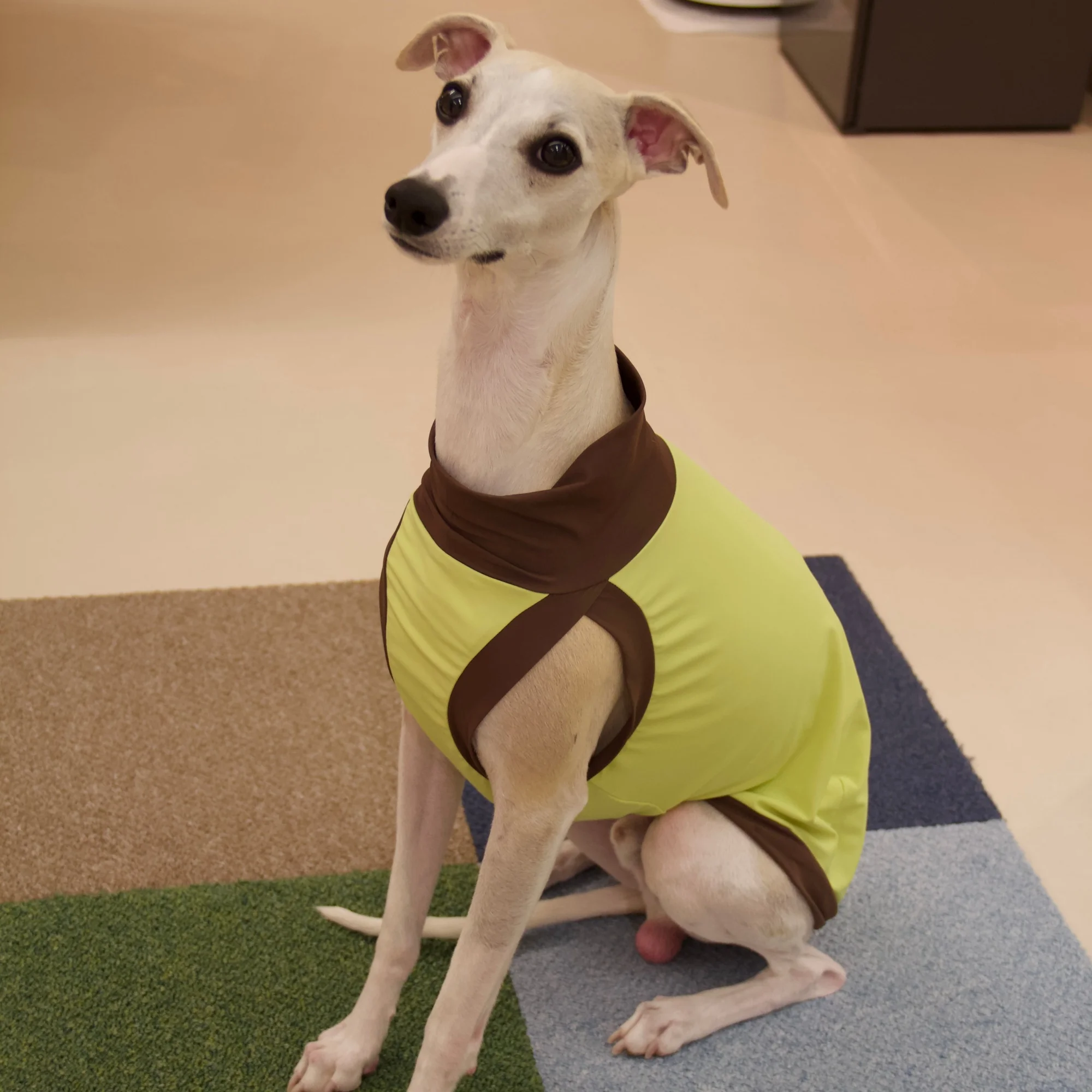 Chaleco protección solar UPF50+ para galgo, whippet y Bedlington - imagen 3